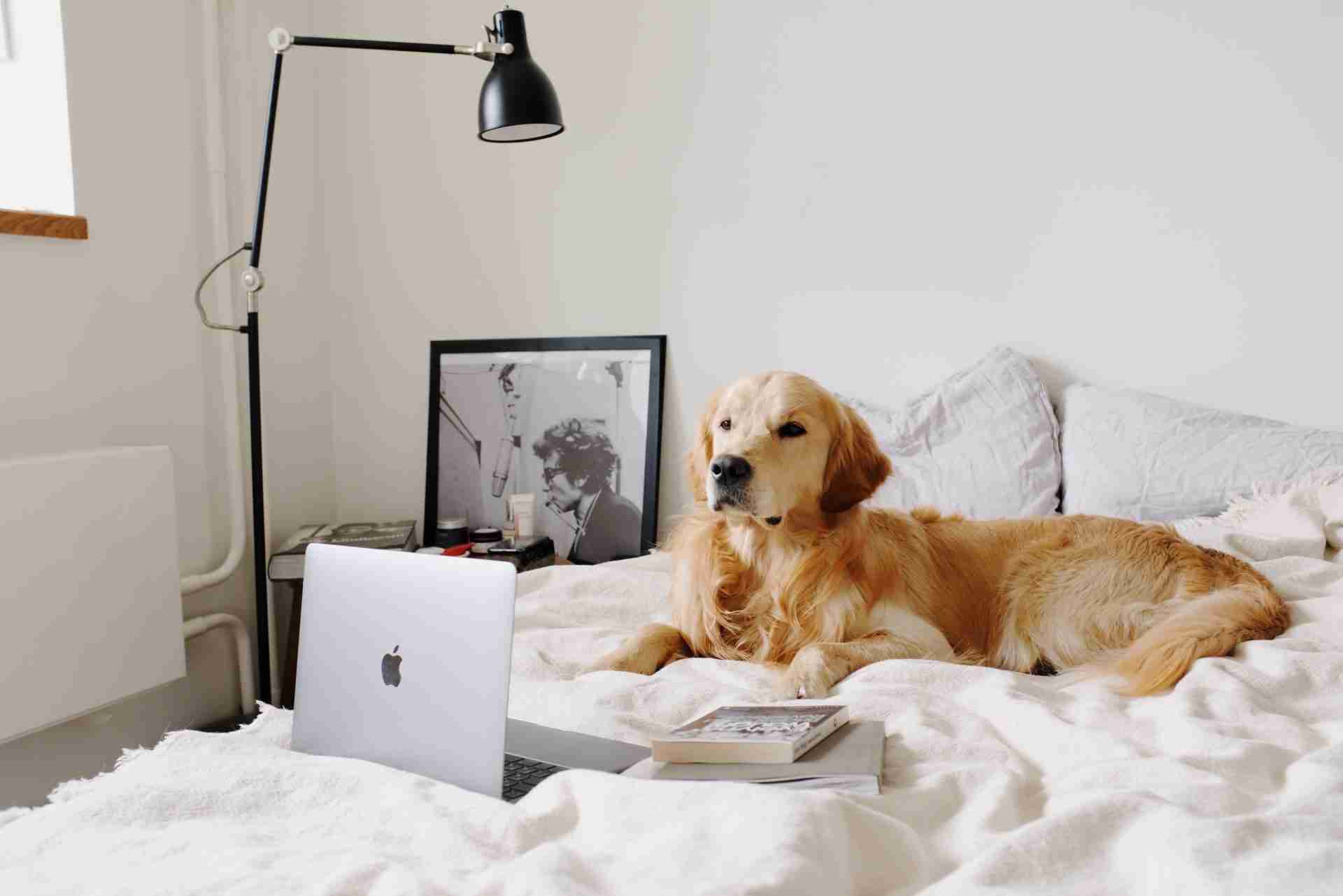 A golden retriever laying on a bed next to a laptop.